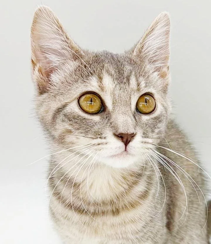 A baby small-sized female Tabby (Gray / Blue / Silver) Torbie cat named Miso is a mushball for adoption in Bedford Hills, NY