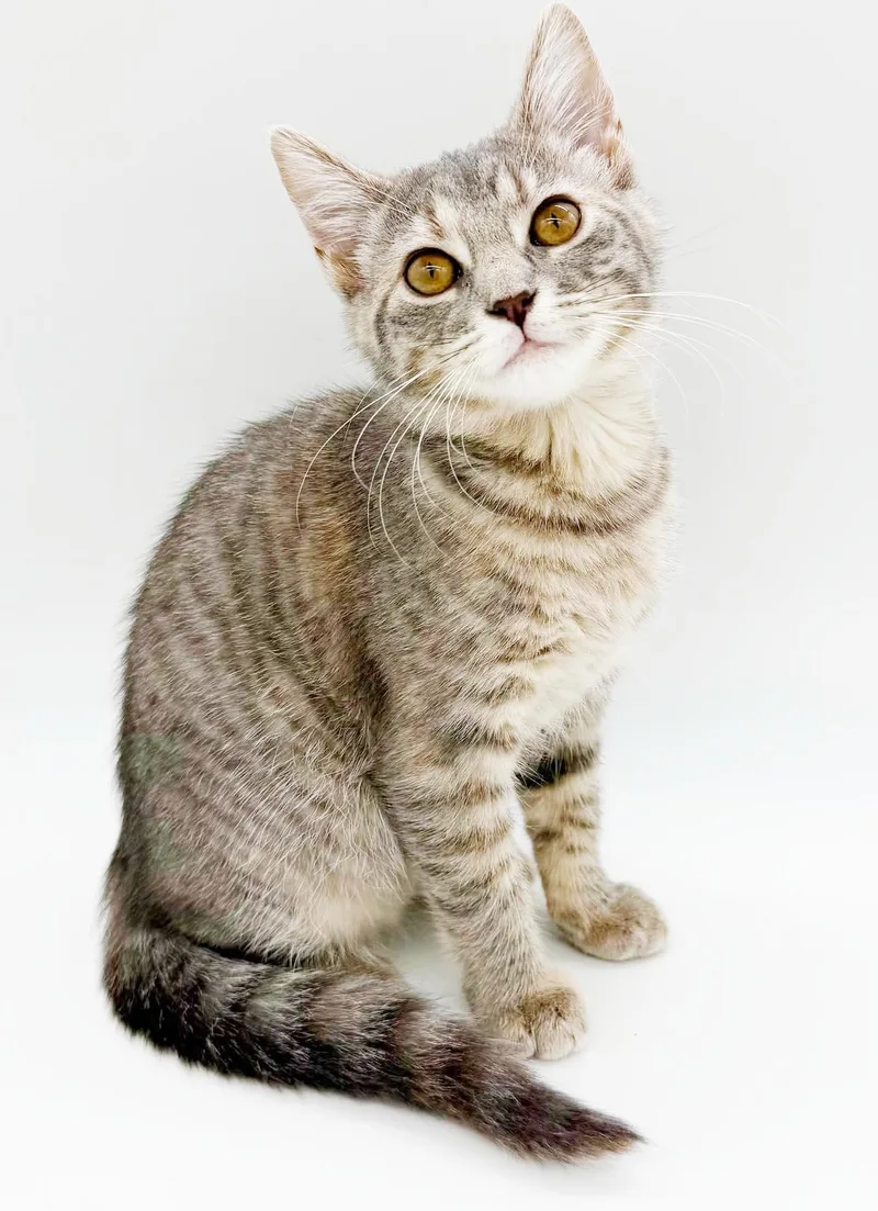 Miso is a mushball thumbnail 3