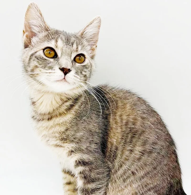 Miso is a mushball thumbnail 5