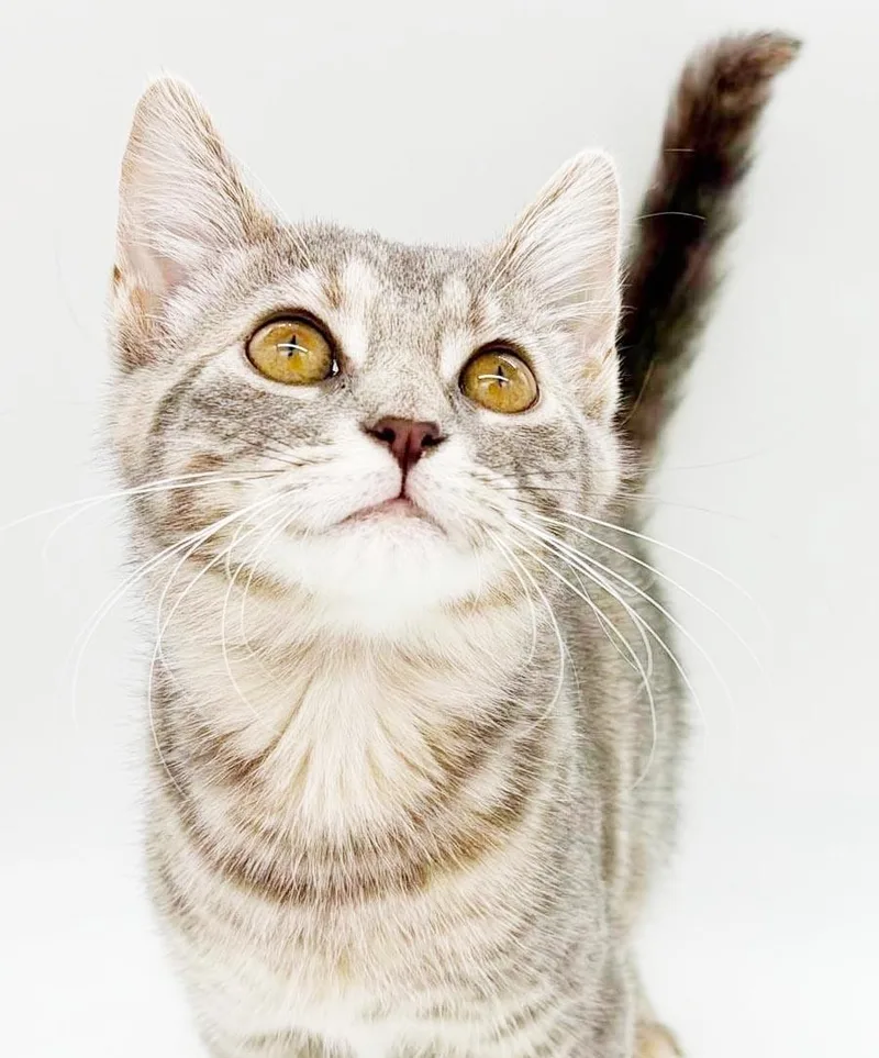 Miso is a mushball thumbnail 6