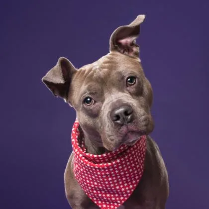 An adult medium-sized male Mixed Breed dog named Bobby for adoption in Atlanta, GA