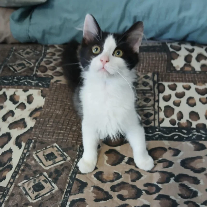A baby small-sized male Domestic Medium Hair cat named Cider for adoption in Bentonville, AR