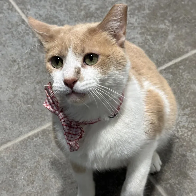 An adult large-sized male Orange / Red Domestic Short Hair cat named Duke for adoption in Matteson, IL