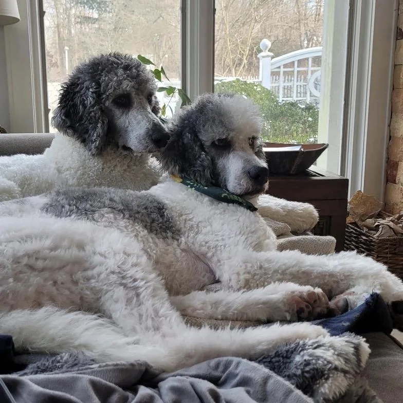 An adult medium-sized female Poodle dog named Lucy & Jackson for adoption in Medford, NY