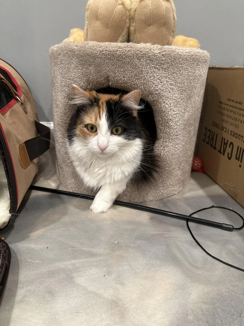 An adult medium-sized female Domestic Medium Hair cat named Rascol for adoption in Walled Lake, MI