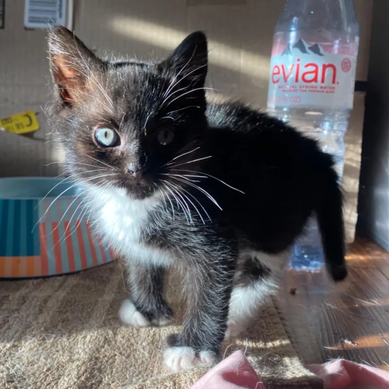 A baby small-sized female Domestic Short Hair cat named Alleria for adoption in Fall River, MA