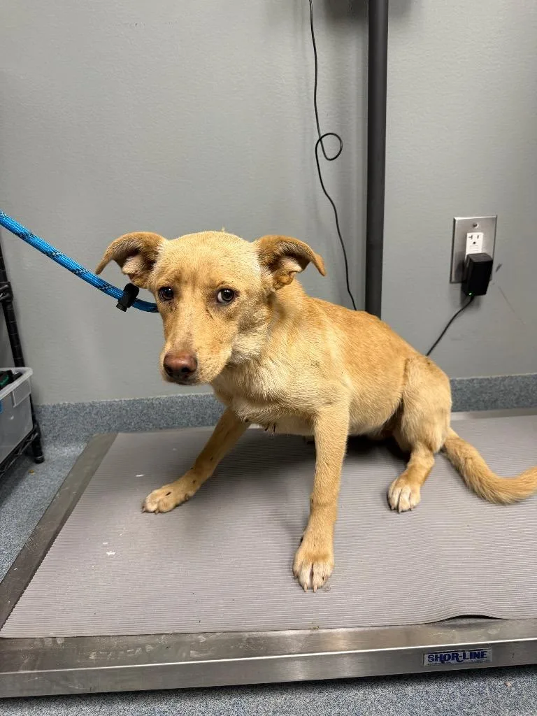 A baby large-sized female Mixed Breed dog named Diane for adoption in Sapulpa, OK