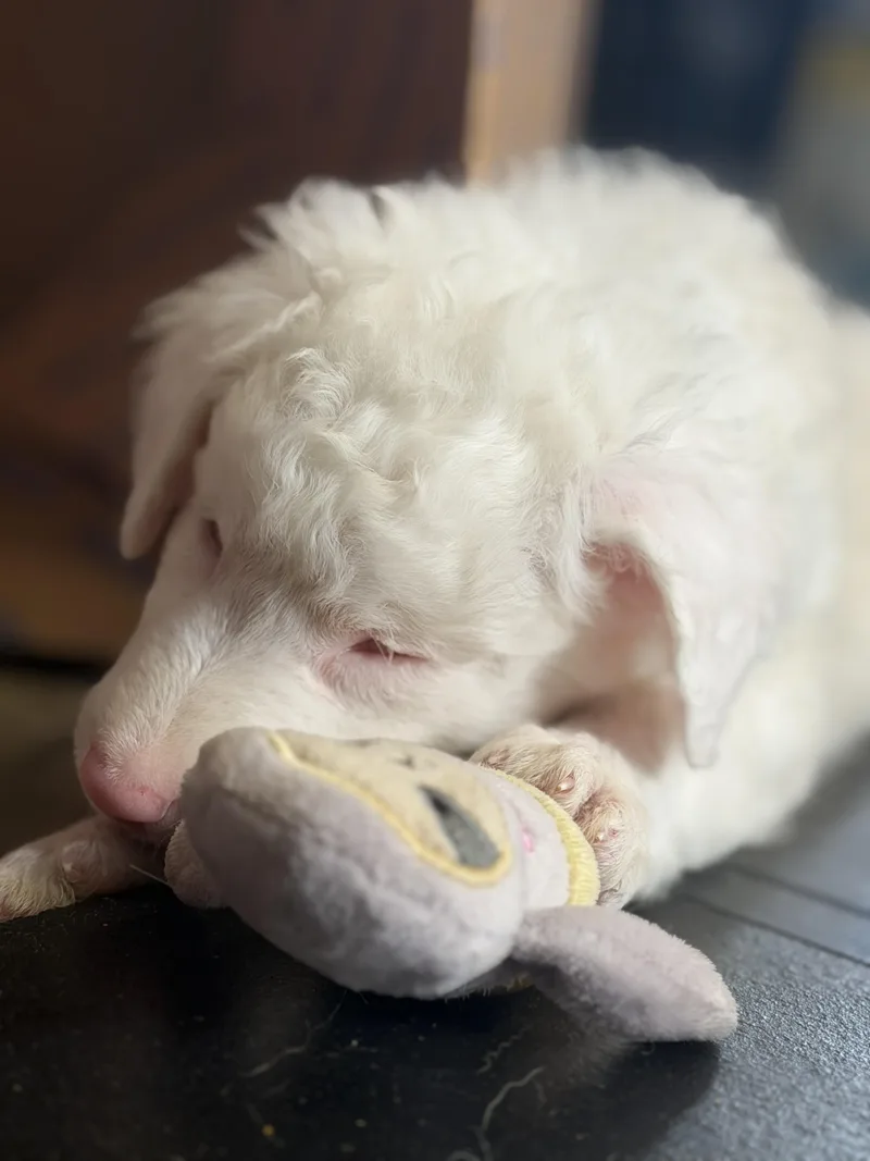 A baby medium-sized female White / Cream Aussiedoodle dog named Willow for adoption in Spring hill, TN