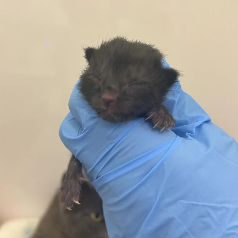 A baby small-sized female Black Domestic Short Hair cat named Flat White for adoption in Charleston, WV