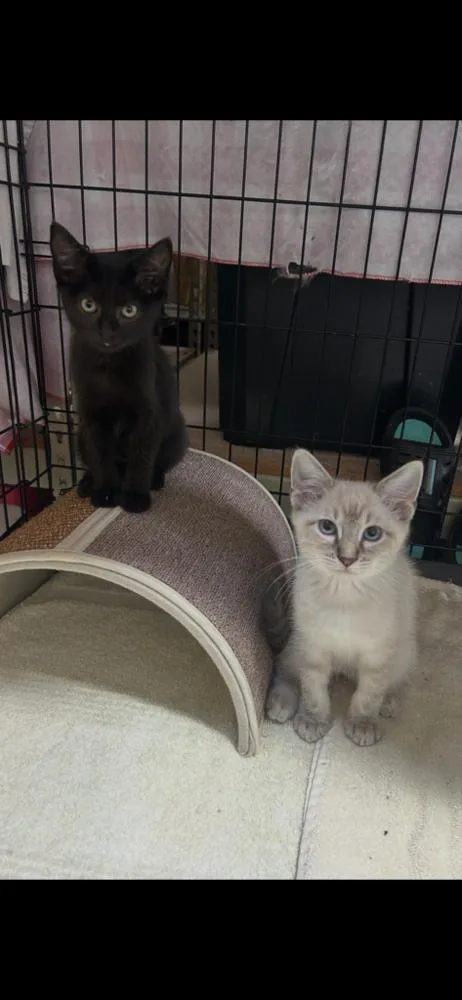 A baby small-sized male Siamese cat named Hangnail for adoption in Dallas, TX