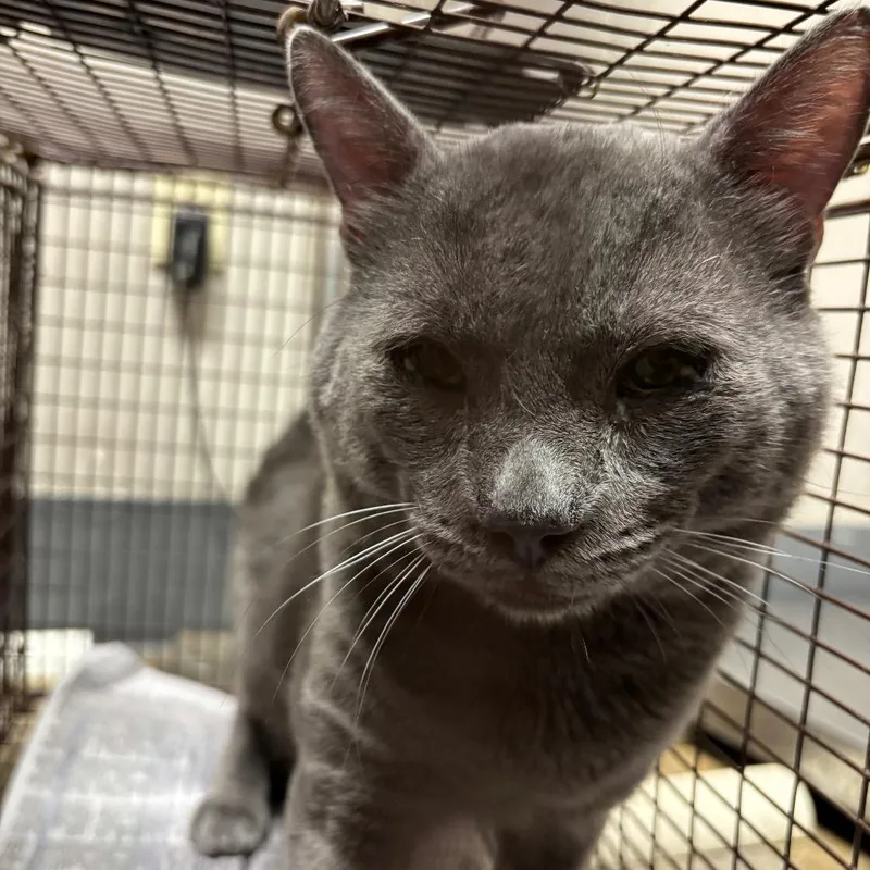 An adult large-sized male Gray / Blue / Silver Domestic Short Hair cat named Blue for adoption in Yuma, AZ