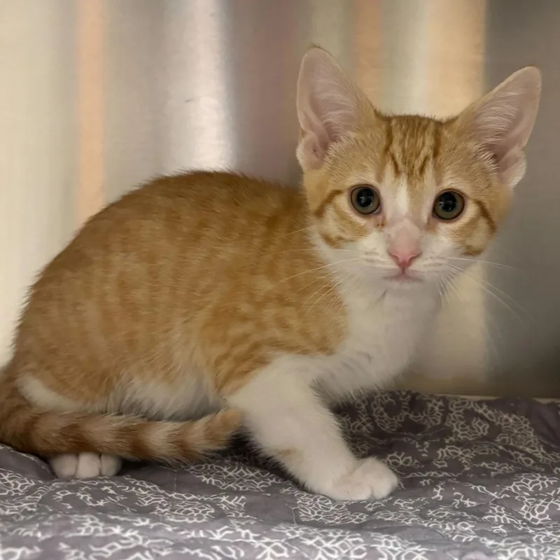 A baby small-sized male Orange / Red Domestic Short Hair cat named Malibu Barbie for adoption in Wilmington, DE