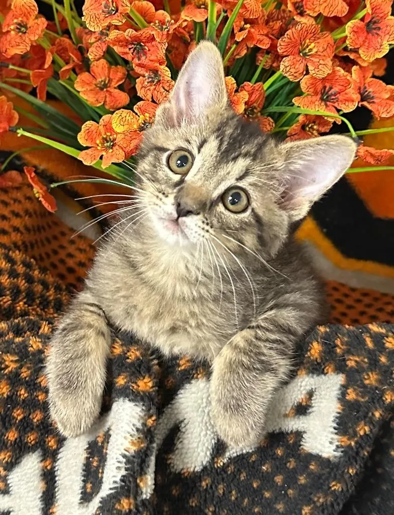 A baby small-sized male Domestic Medium Hair cat named Brock for adoption in Stillwater, OK