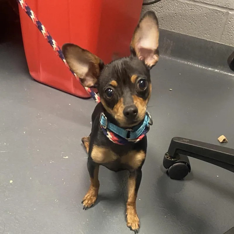A young small-sized male Black Mixed Breed dog named Littlefoot for adoption in Allentown, PA