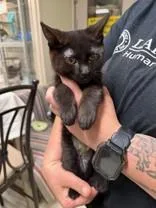 A young medium-sized female Black Domestic Short Hair cat named Ramona for adoption in Manitowoc, WI