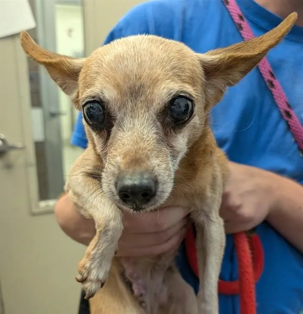A senior small-sized female Chihuahua dog named Roo for adoption in Tucson, AZ