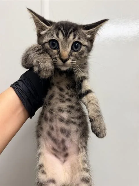 A baby small-sized female Domestic Medium Hair cat named Wakame Waka for adoption in Ontario, CA