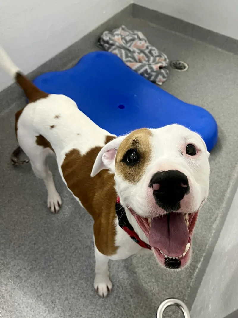 An adult medium-sized male Mixed Breed dog named Baby Girl for adoption in Moundsville, WV