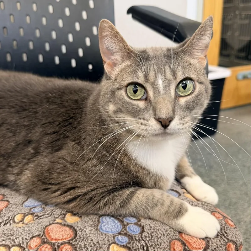 An adult medium-sized female Tabby (Gray / Blue / Silver) Domestic Short Hair cat named Runt for adoption in Fishers, IN