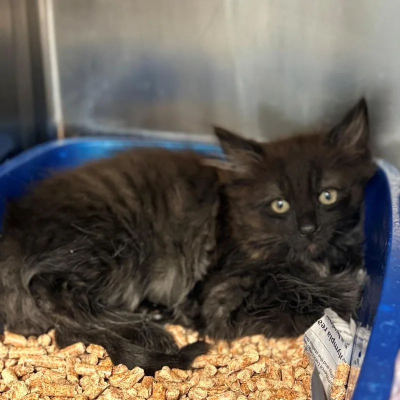 A baby small-sized male Black Domestic Short Hair cat named RayBan for adoption in Chehalis, WA