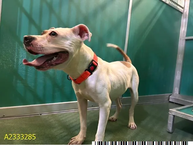 A young medium-sized female Mixed Breed dog named Asia for adoption in West Palm Beach, FL