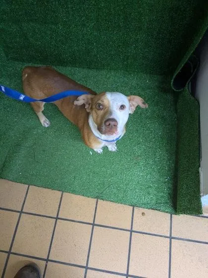 A baby small-sized male Parson Russell Terrier dog named Jackson for adoption in Gainesville, FL