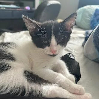 A young small-sized male Black Domestic Short Hair cat named Sasquatch for adoption in Delaware, OH
