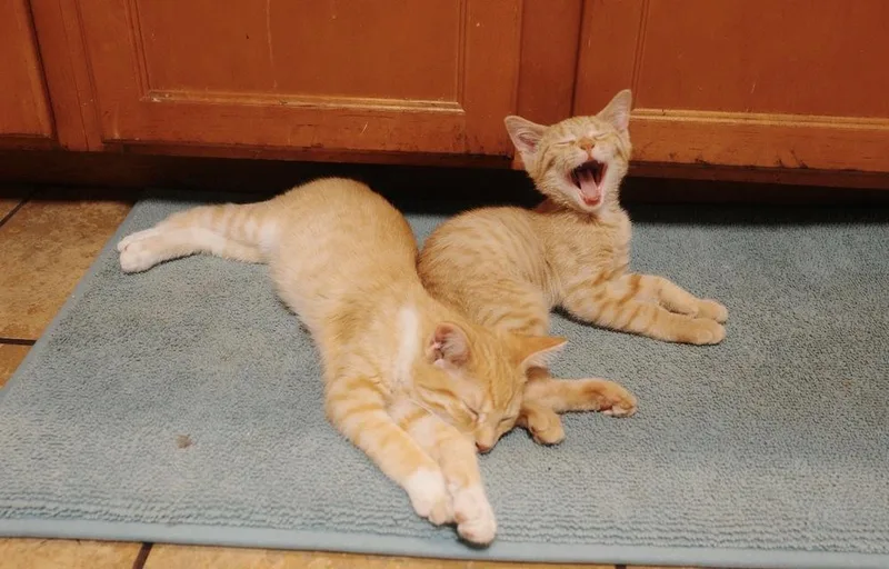 A baby small-sized male Tabby (Orange / Red) Domestic Short Hair cat named Frack for adoption in Mishawaka, IN