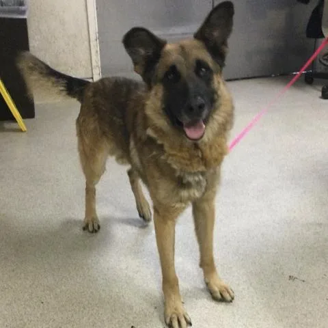An adult large-sized male German Shepherd Dog dog named Sam for adoption in Riverside, CA