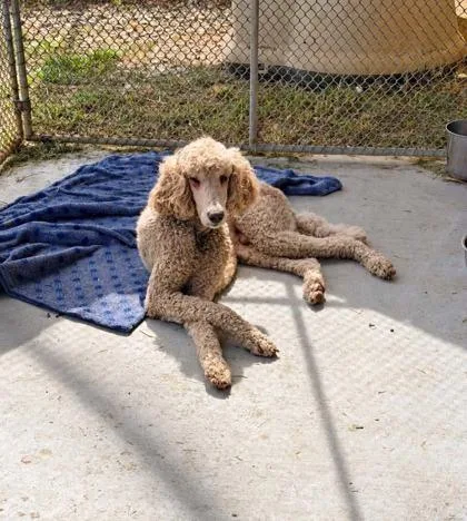 An adult large-sized male Standard Poodle dog named George for adoption in Morton Grove, IL
