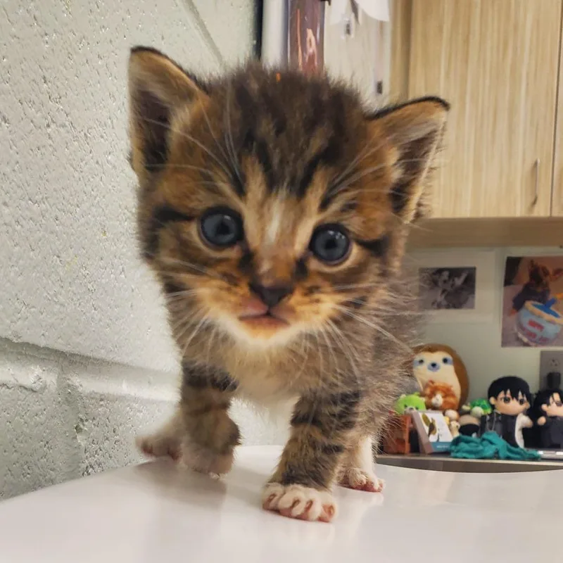 A baby small-sized female Brown / Chocolate Domestic Short Hair cat named Comet for adoption in Chattanooga, TN