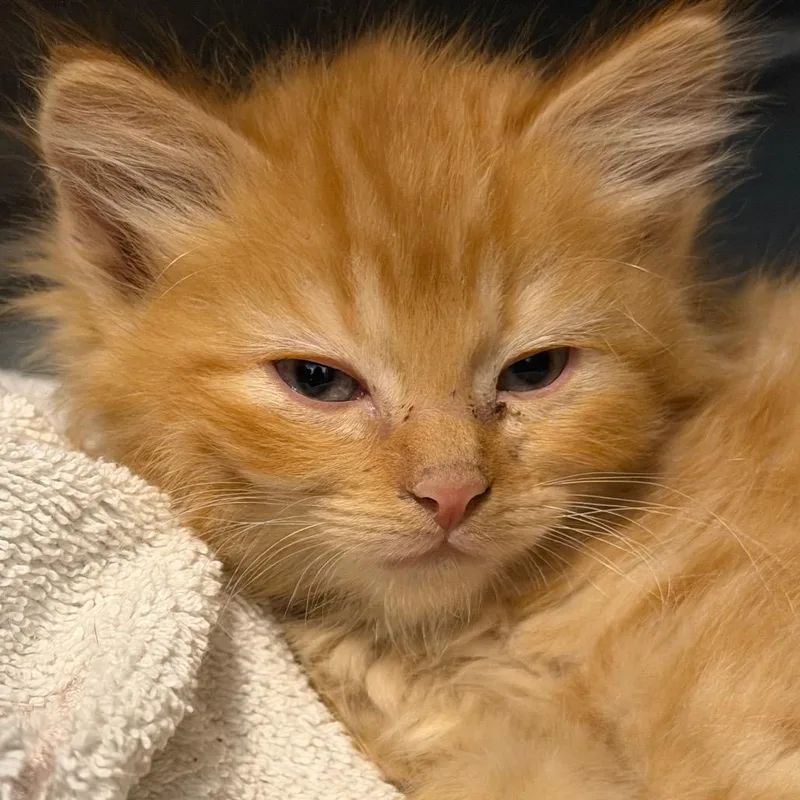 A baby small-sized male Orange / Red Domestic Short Hair cat named Billings for adoption in Idaho Falls, ID