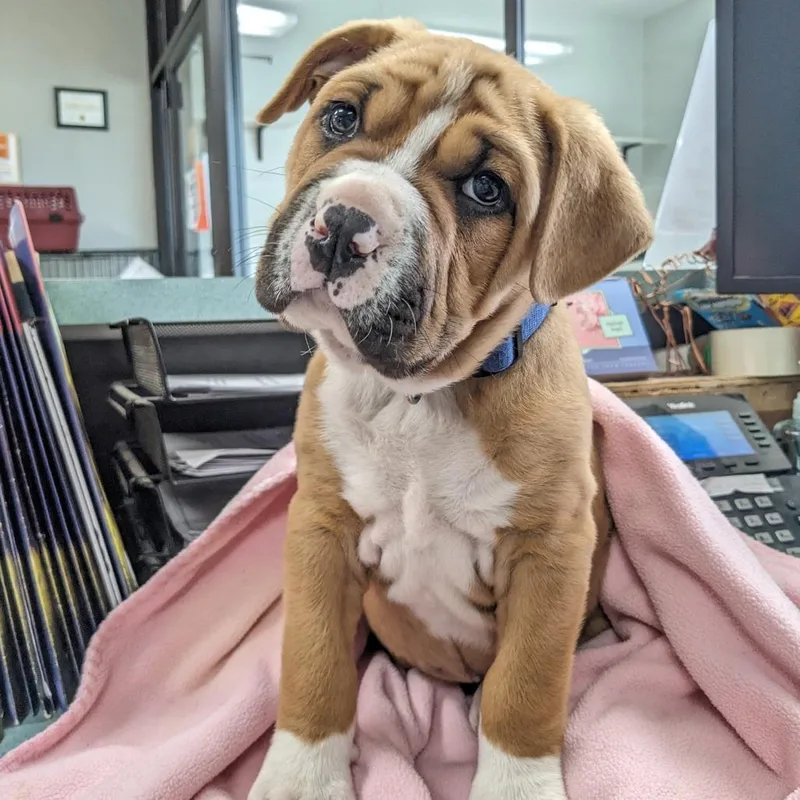 A baby large-sized male Yellow / Tan / Blond / Fawn Pit Bull Terrier dog named Doug Di for adoption in Union, MO