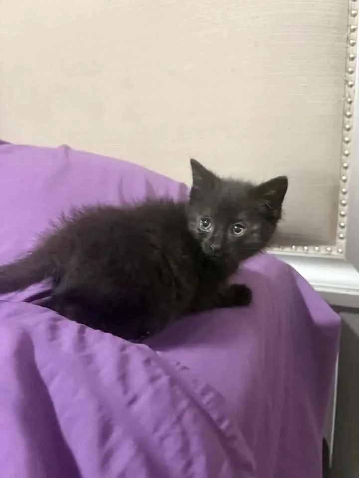 A baby medium-sized male Black Domestic Short Hair cat named Piney for adoption in Davison, MI