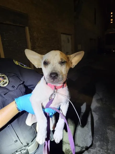 A baby small-sized female Terrier dog named Houston for adoption in San Antonio, TX