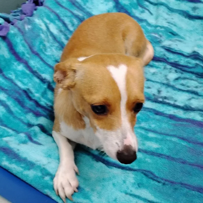 A young small-sized male Yellow / Tan / Blond / Fawn Terrier dog named Tucker for adoption in Pleasanton, CA