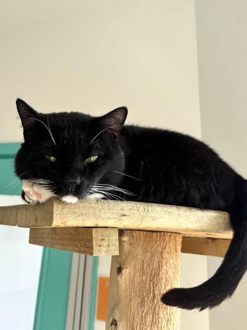 An adult medium-sized male Black Domestic Short Hair cat named Mudpie for adoption in Chicago, IL