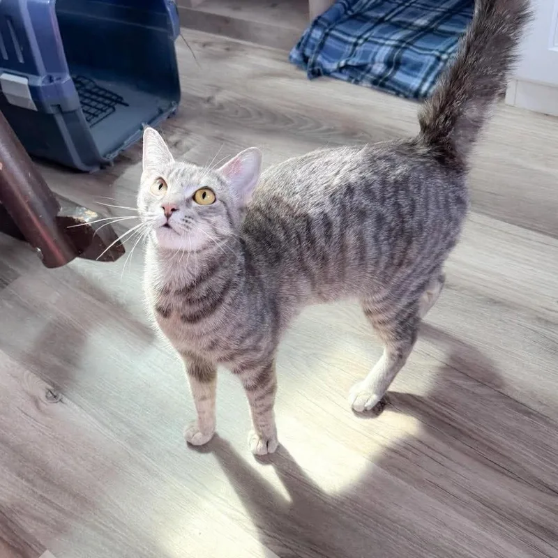 A young medium-sized female Domestic Short Hair cat named Callie for adoption in Bastrop, TX