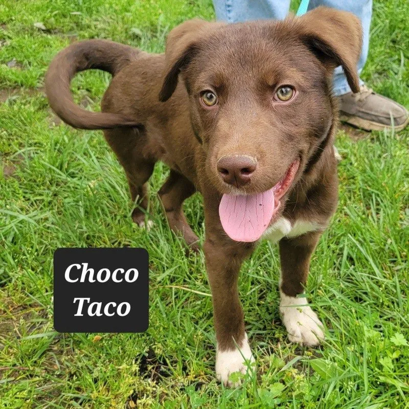 A baby small-sized male Labrador Retriever dog named Choco Taco for adoption in Buffalo, MO