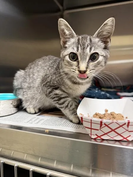 A baby small-sized female Domestic Short Hair cat named Marionette for adoption in Virginia Beach, VA