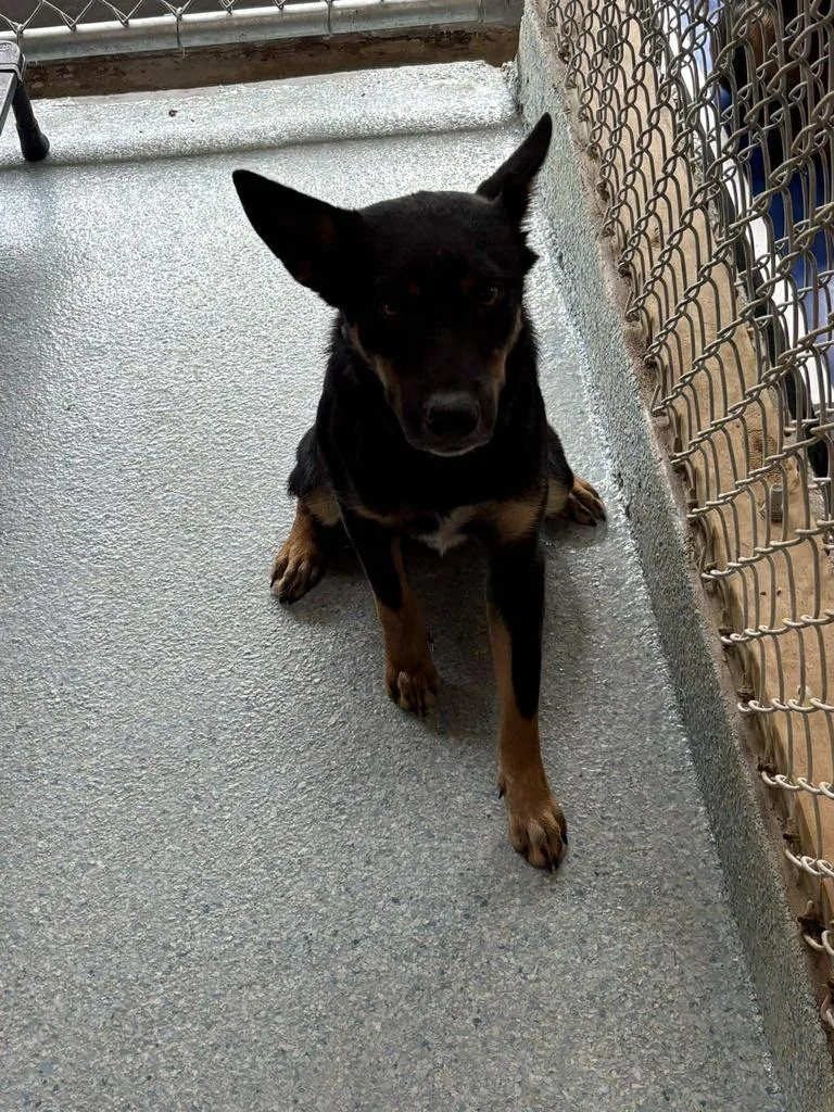 A young medium-sized female Doberman Pinscher dog named Salem for adoption in Livingston, LA