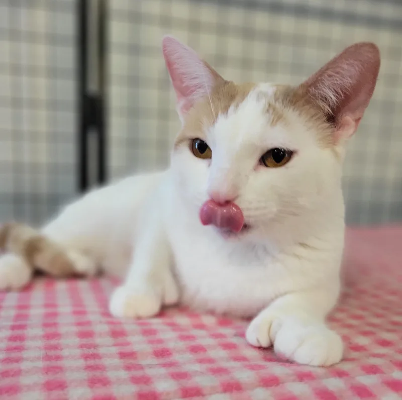 A young medium-sized male Orange / Red Extra-Toes Cat / Hemingway Polydactyl cat named Paw Paw for adoption in Swartz Creek, MI