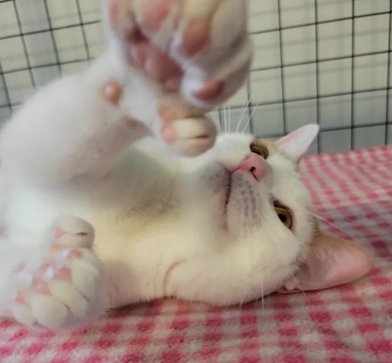 Paw Paw thumbnail 2