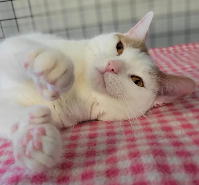 Paw Paw thumbnail 5