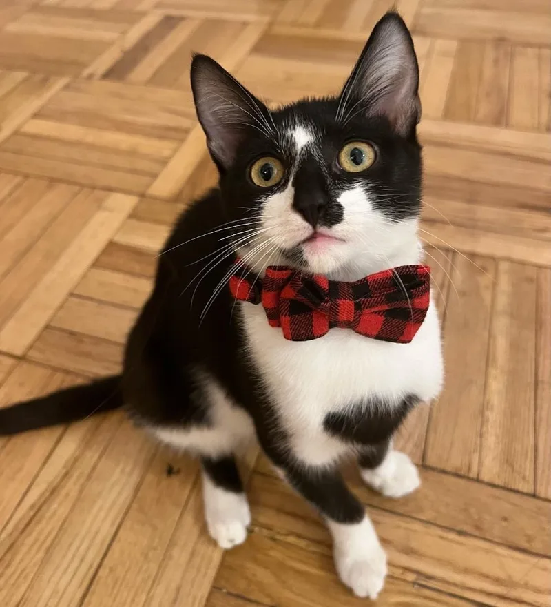 A baby small-sized female Black & White / Tuxedo Domestic Short Hair cat named Bonnie for adoption in New York, NY