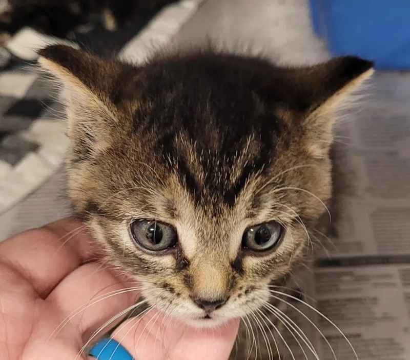 A baby small-sized female Domestic Short Hair cat named Coffee for adoption in Hopkinsville, KY