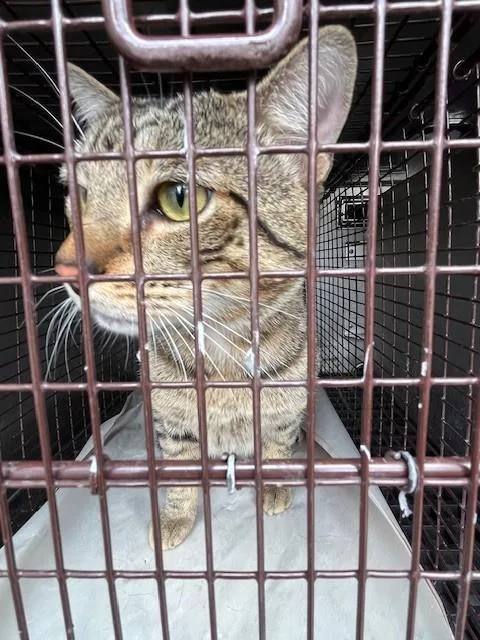 A young medium-sized male Domestic Short Hair cat named Cody for adoption in Miami, FL