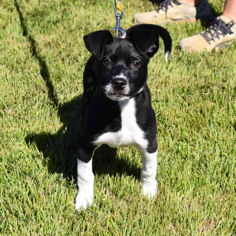 A baby medium-sized female Black Mixed Breed dog named Bunny for adoption in Searcy, AR