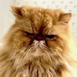 A young large-sized male Orange / Red Persian cat named Tofu for adoption in San Francisco, CA