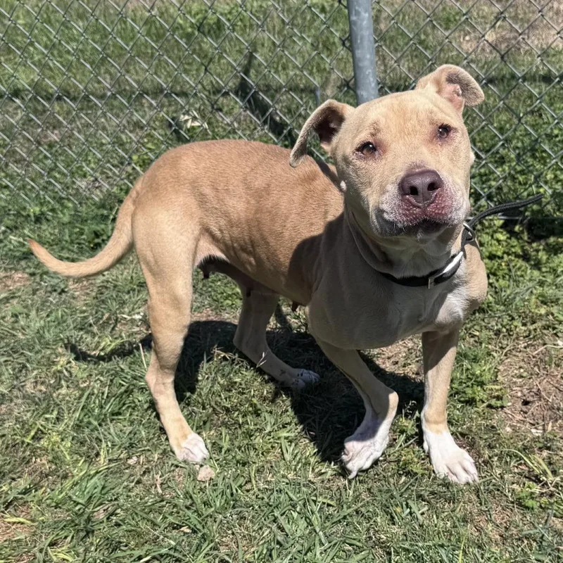 An adult medium-sized female Yellow / Tan / Blond / Fawn Pit Bull Terrier dog named Lady for adoption in Beaumont, TX